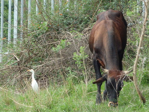 Great Egret and a Cow, Unusual.